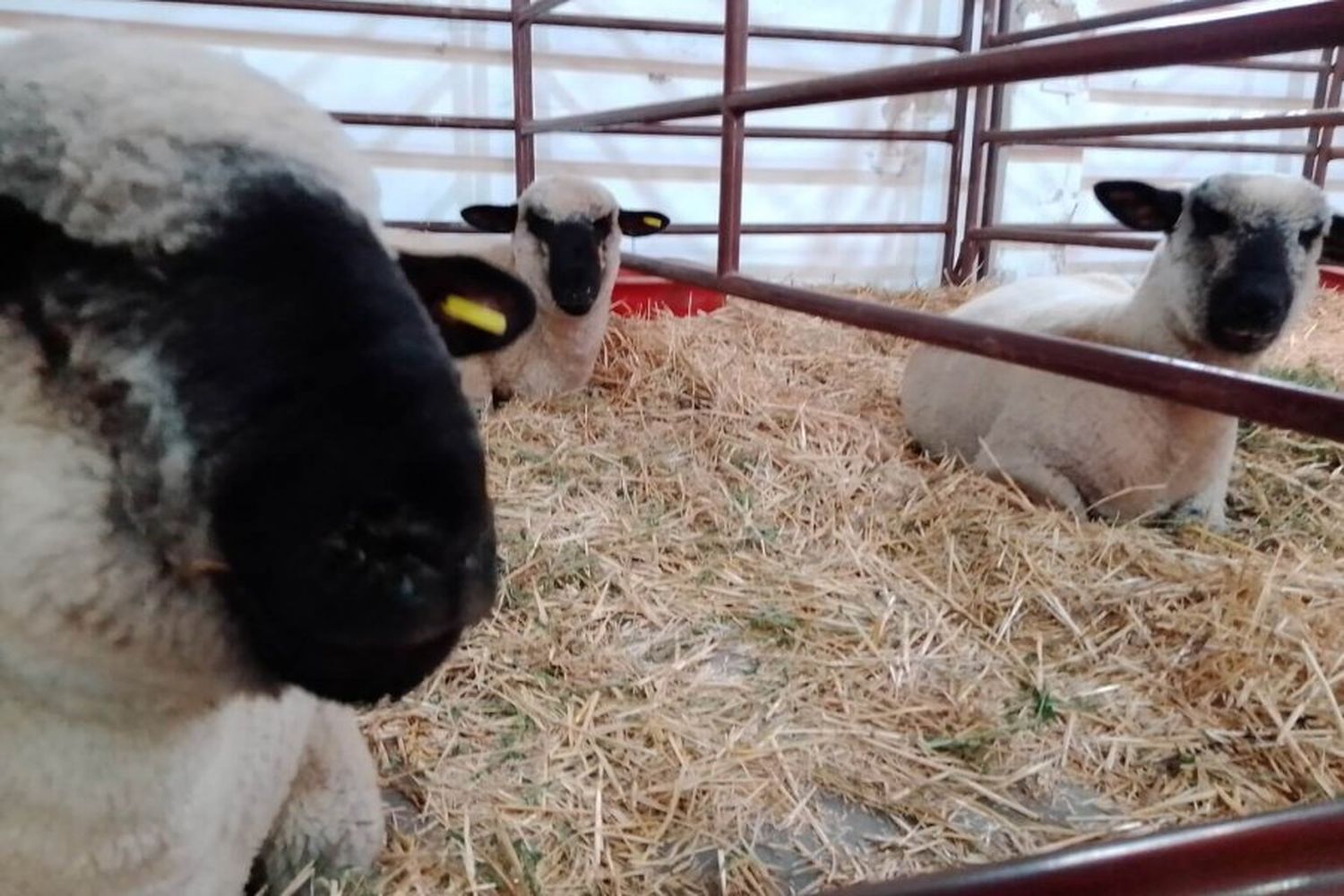 La producción ovina se presentará como una alternativa para campos mixtos