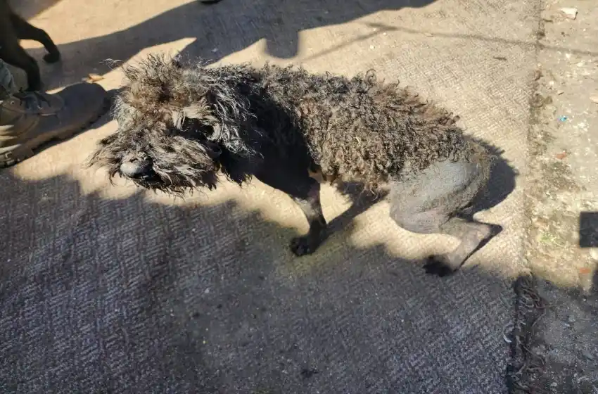 Denuncia en el barrio San Martín por maltrato animal