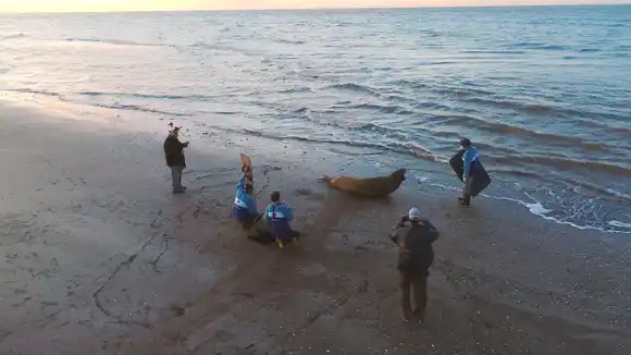Video: Un elefante marino pudo volver al mar