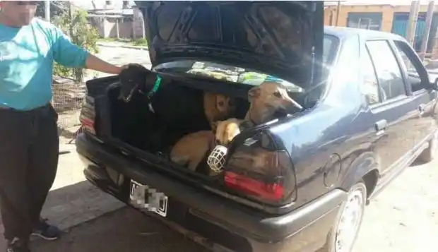 Con fotos denuncian droga, maltrato y muerte en carreras de galgos en la Provincia