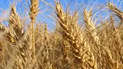 Creció la superficie, pero cayó la producción agrícola en Entre Ríos