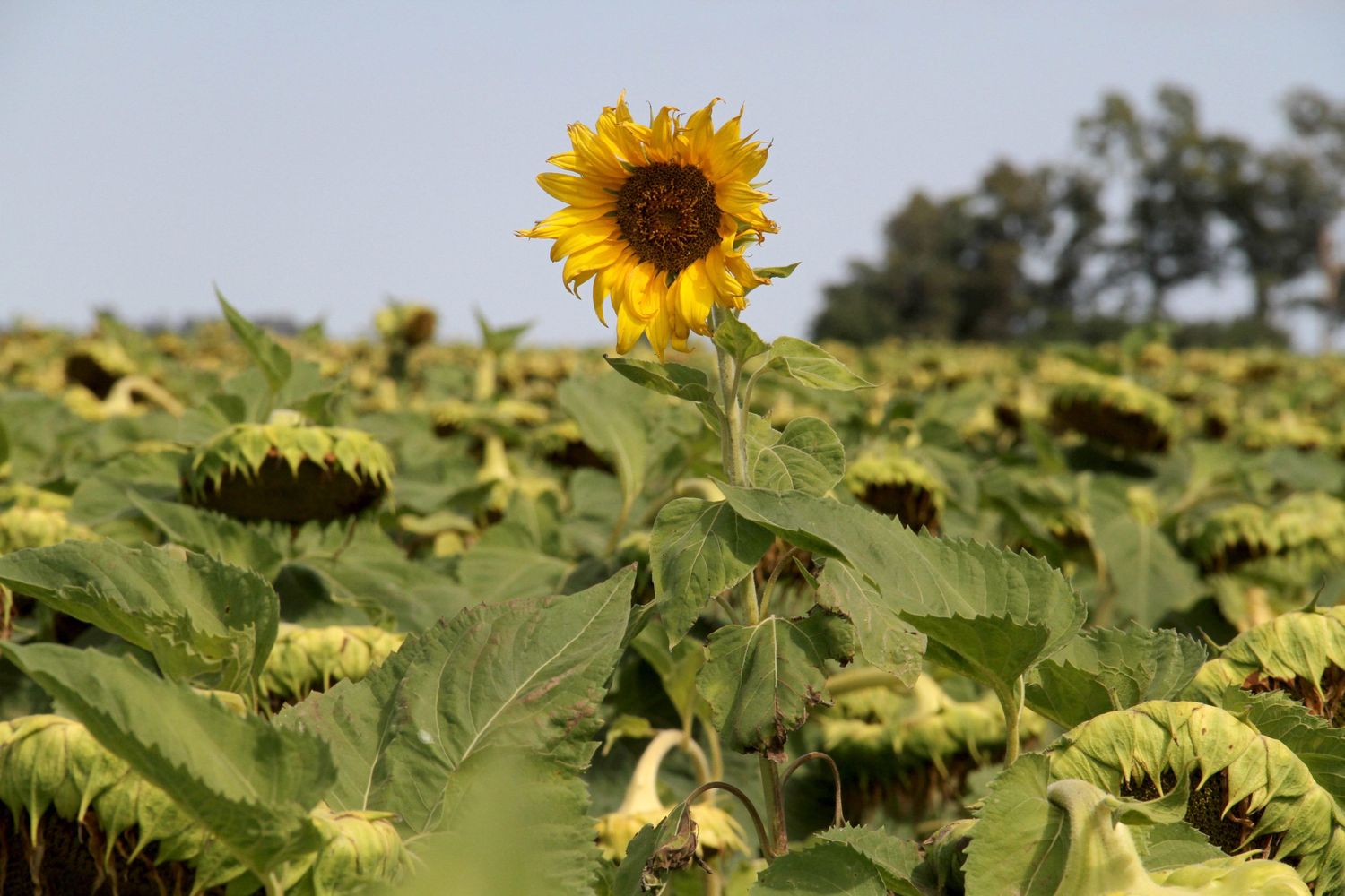 El girasol viene haciendo un buen promedio