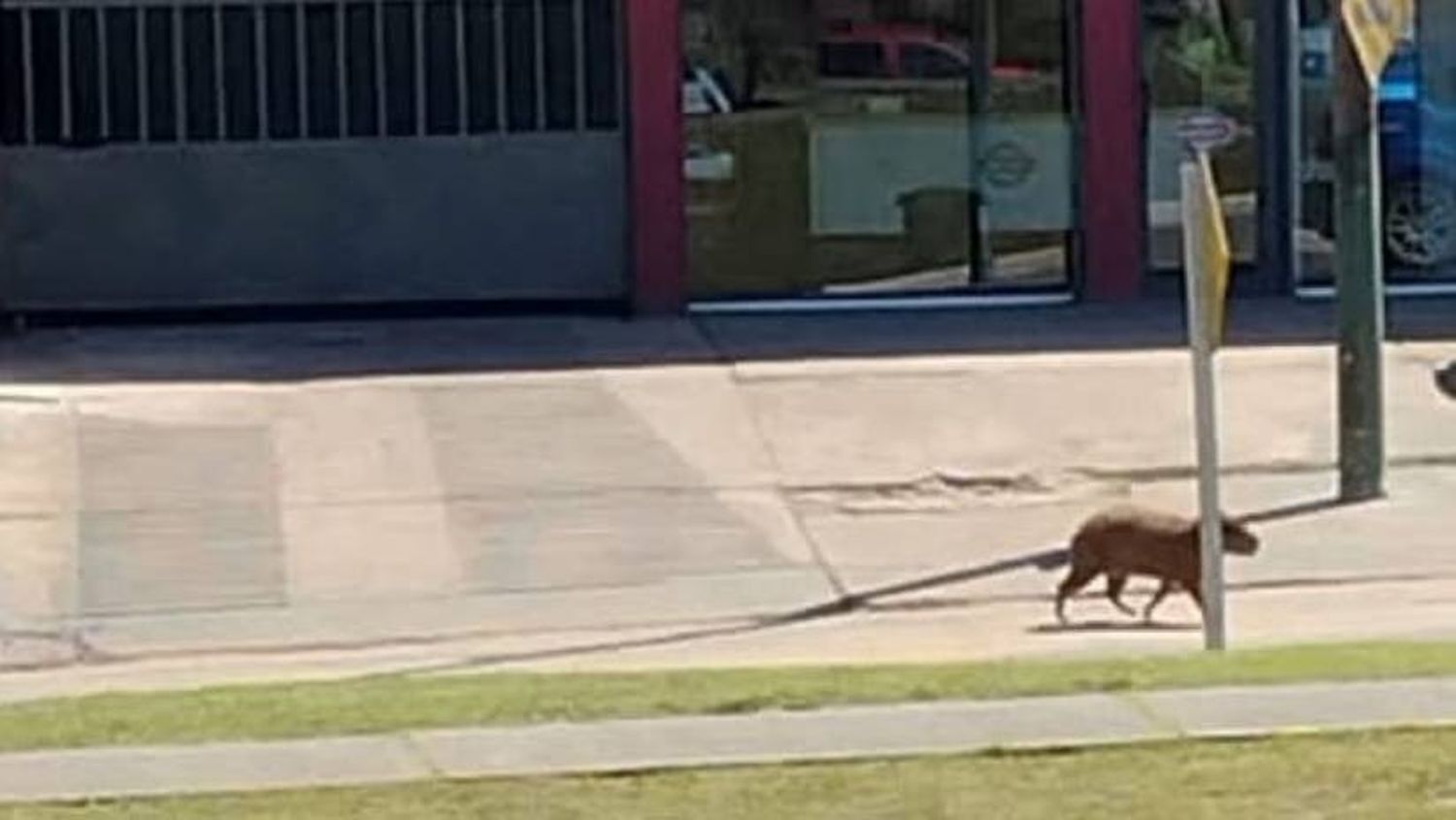 Villa Gesell: Tratan de ubicar a un carpincho que deambula por la ciudad para llevarlo a su hábitat natural