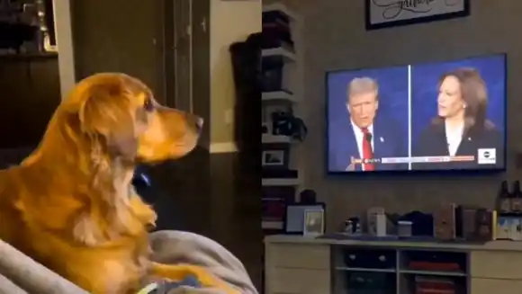 PERRO ENTRA EN PÁNICO cuando escucha a Trump que en Ohio «se comen a las mascotas» (VIDEO)