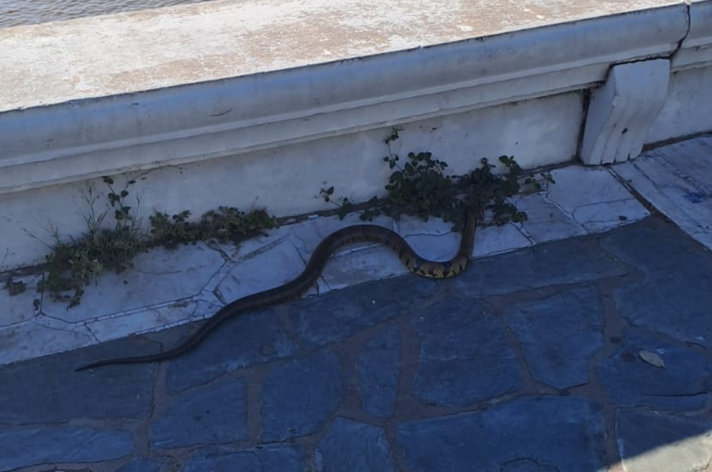 se  trata de un ejemplar de Ñacaniná (Hydrodynastes gigas).