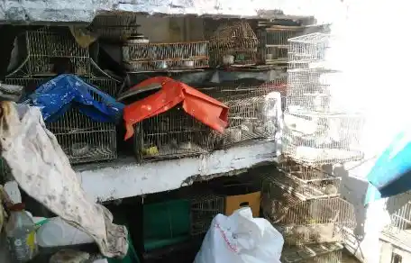 Se secuestraron aves, jaulas y trampas en la ciudad