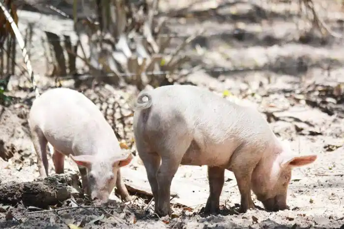 La meta: 16 lechones por año