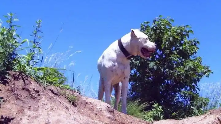 Perro del veterinario Juan Ignacio gallo