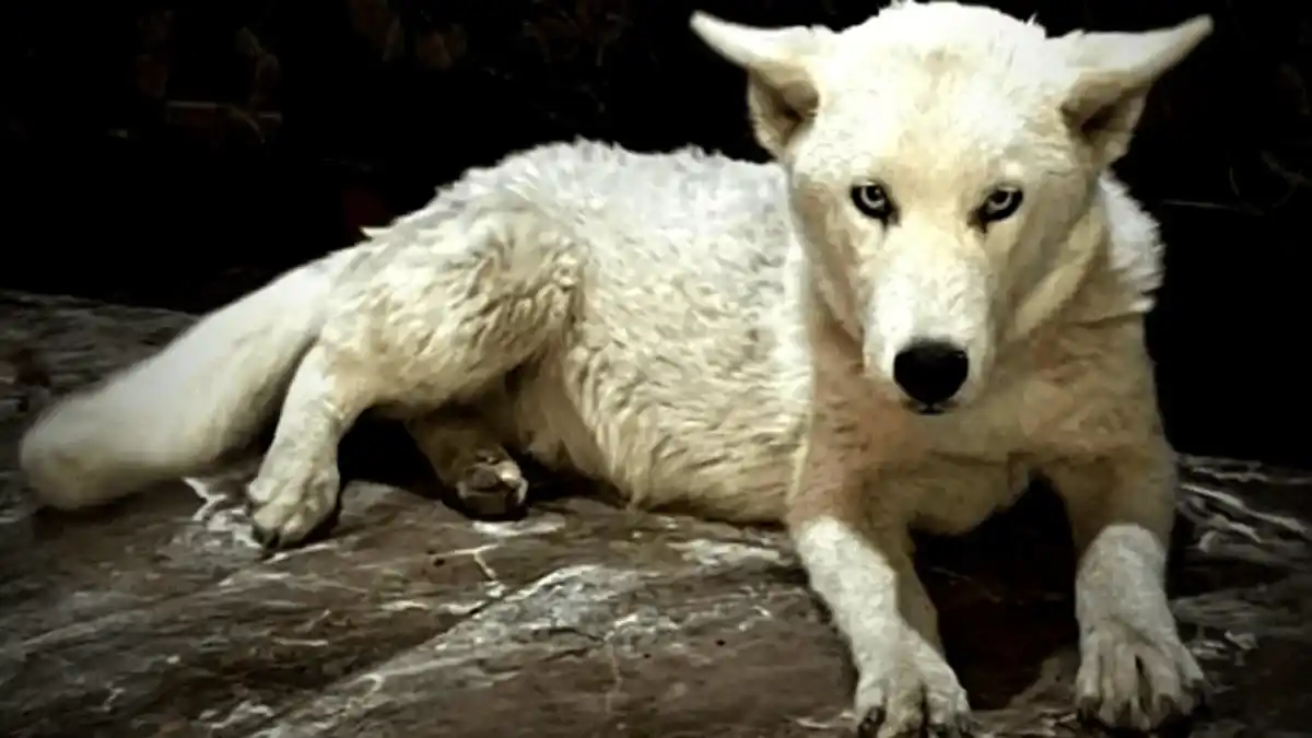 El animal es un cachorro de tres meses