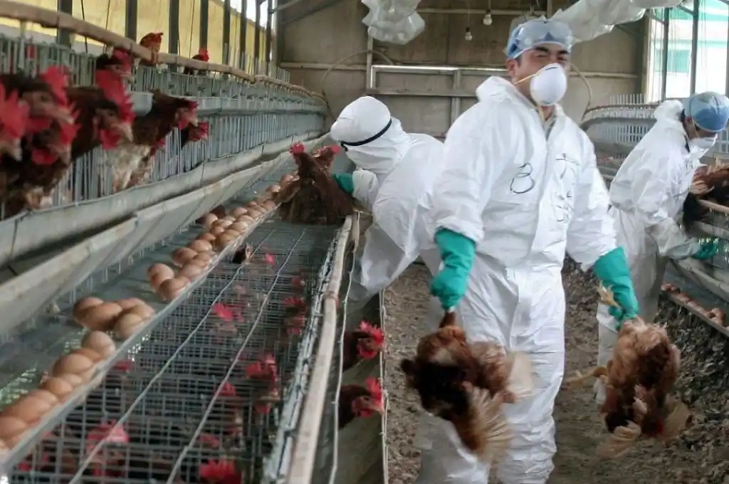 Chile sacrificó 40.000 aves de corral por brote de gripe aviar