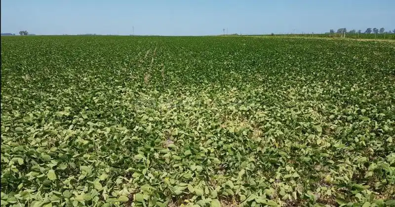 Otra vez la niña: se afianza el pronóstico para primavera verano