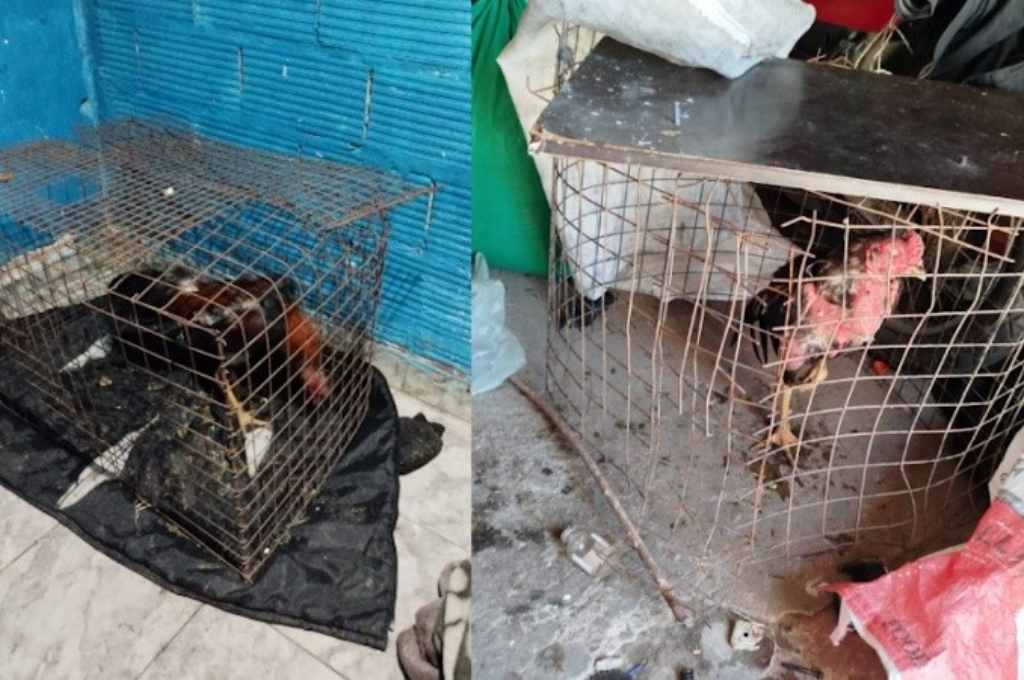 Dos de las aves rescatadas el último sábado en Villa Gobernador Gálvez. (Dirección General de Policía de Acción Táctica)