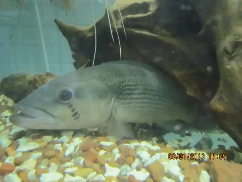El Acuario del Municipio estará abierto durante el verano