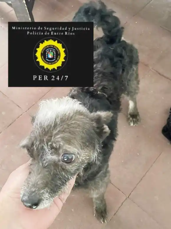 Rescataron de un domicilio a un perro por maltrato animal