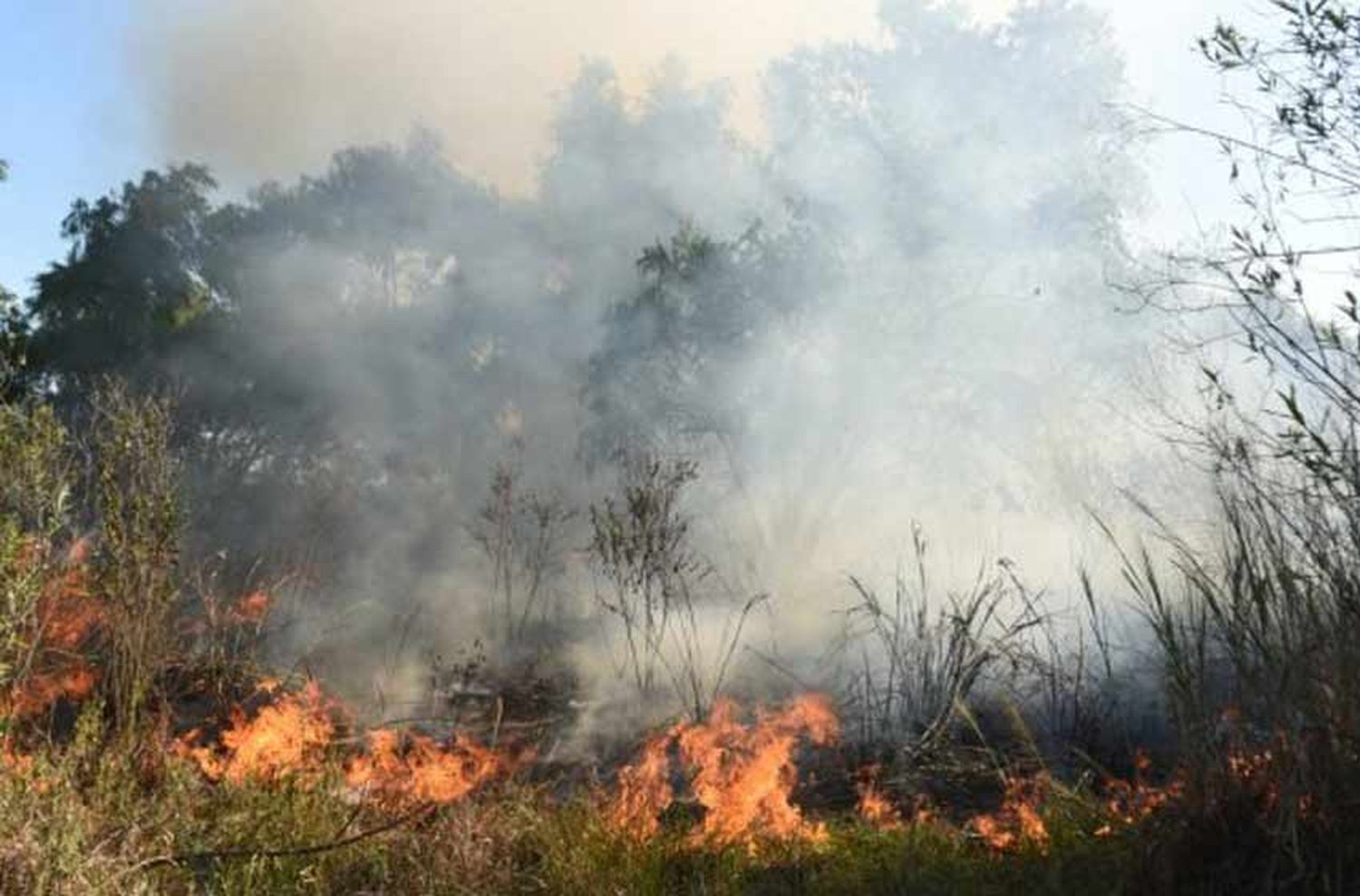 Incendios en las islas: denuncian “connivencia” entre la Justicia y dueños de campos del Delta