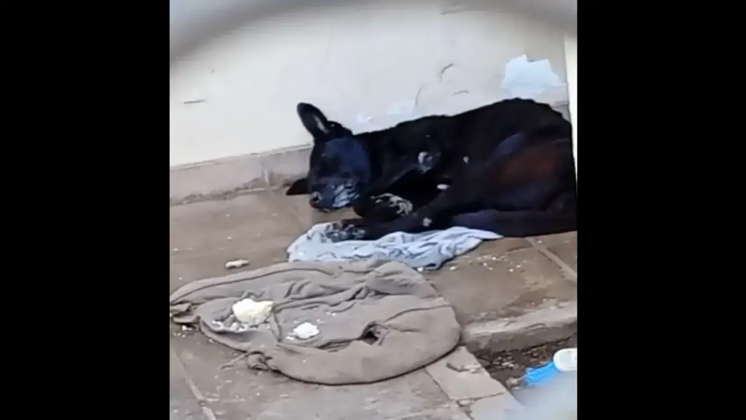 Piden ayuda para un perro