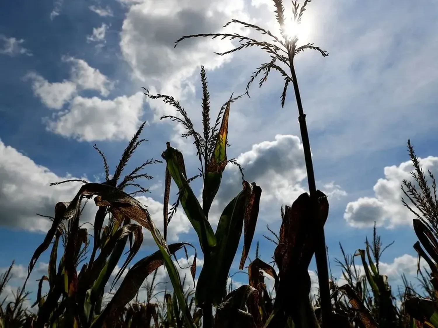 La tendencia a expandir la superficie destinada al cereal era firme en la última década, con la excepción de la campaña 2022/23, afectada por la sequía, y la 2024/25 por el temor a la chicharrita.