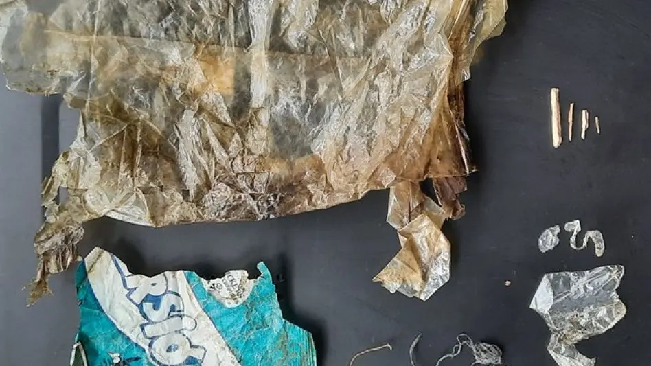 Preocupación por la cantidad de plásticos encontrados en mamíferos marinos