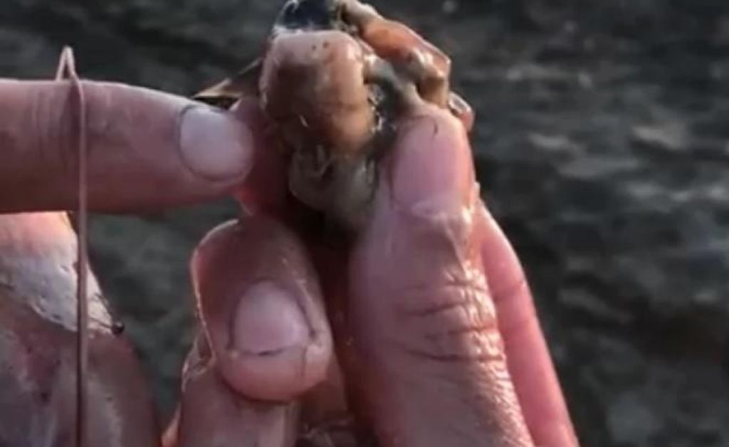 El nuevo menú de los bagres: roedores que huyen de los incendios en las islas