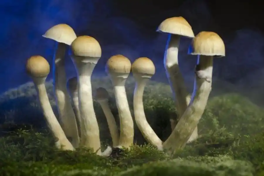 Cuál es el primer país del mundo en usar hongos psicodélicos para tratar la depresión