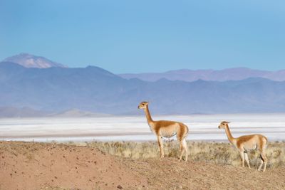 Puna salteña: el secreto mejor guardado de la minería argentina