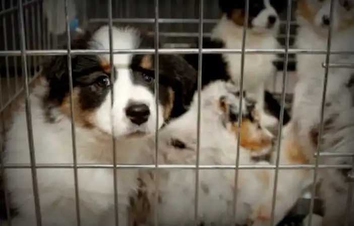 En Concordia regularán la venta de animales domésticos