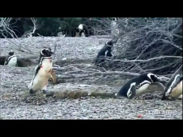 La sangrienta pelea de un pingüino después de encontrar a su pareja con “un amante”