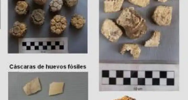 Nuevo hallazgo fósil