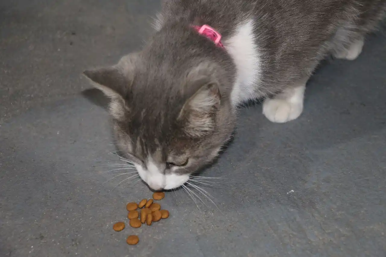 Los alimentos balanceados aumentaron entre un 50% y un 60% en lo que va del año