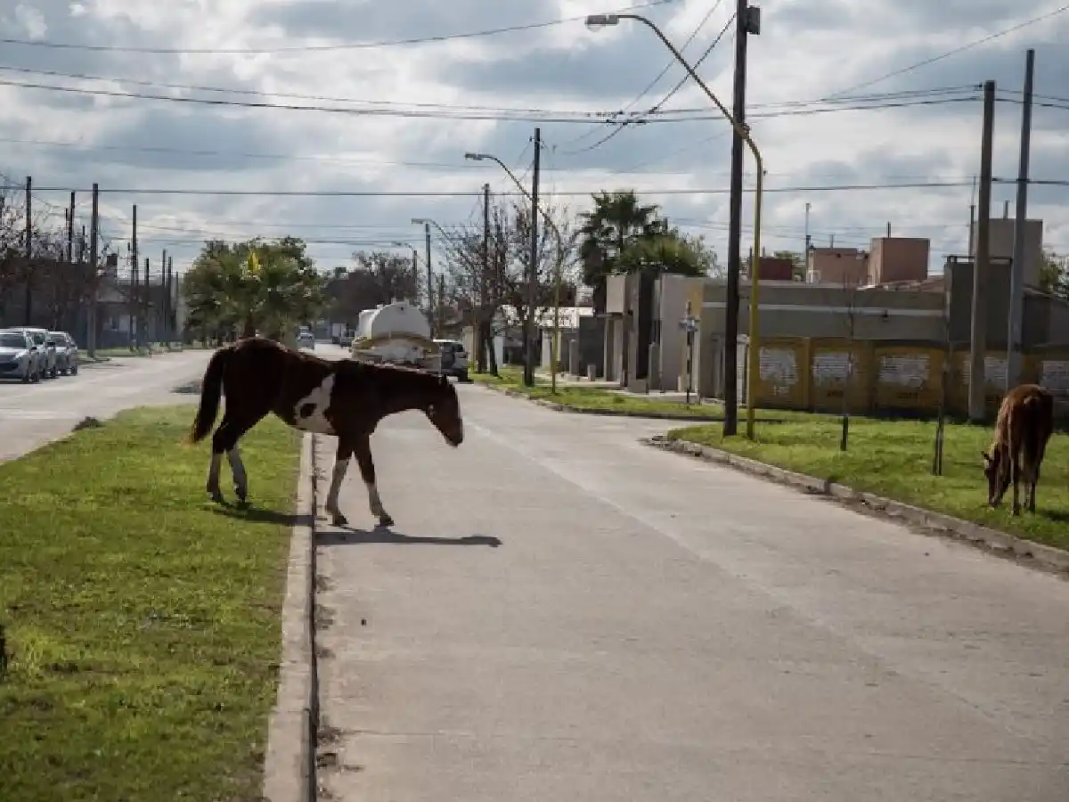 Por ahora, no habrá multas por animales sueltos