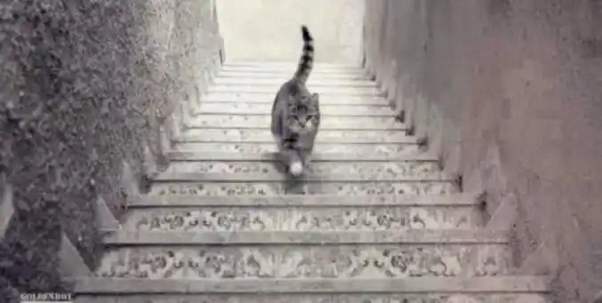 Otra duda existencial en las redes sociales: ¿el gato sube o baja?
