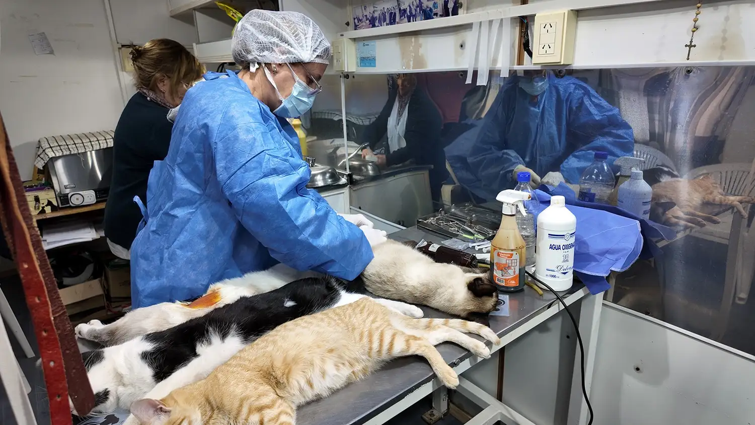Quirófano. Las profesionales realizan castraciones de perros y gatos