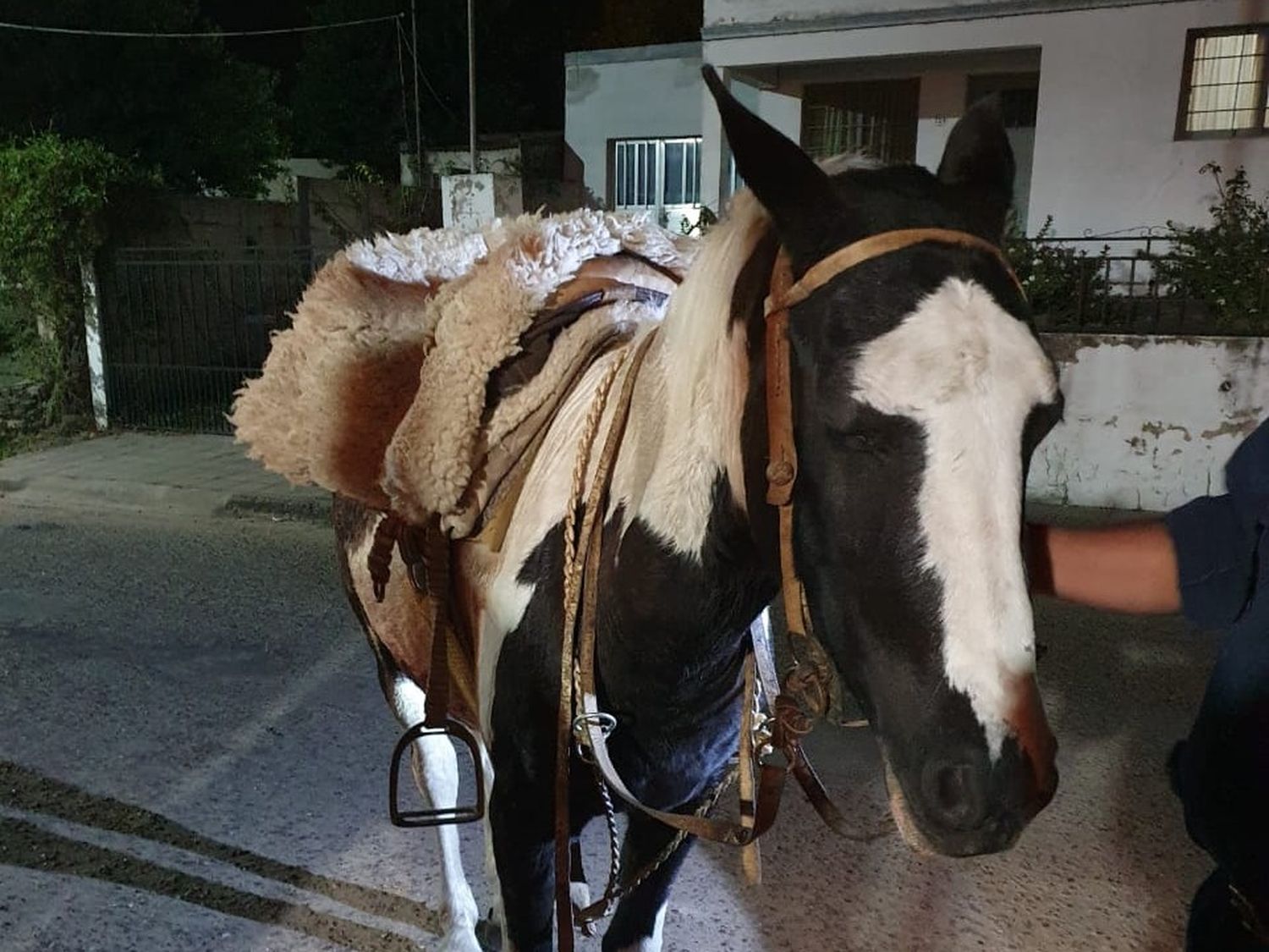 Detienen a un hombre en Victoria por maltrato animal: agredía a su caballo en la vía pública