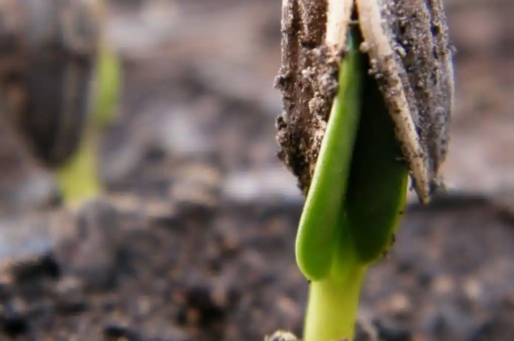 Comenzó la campaña de cosecha gruesa en el centro y norte de Santa Fe