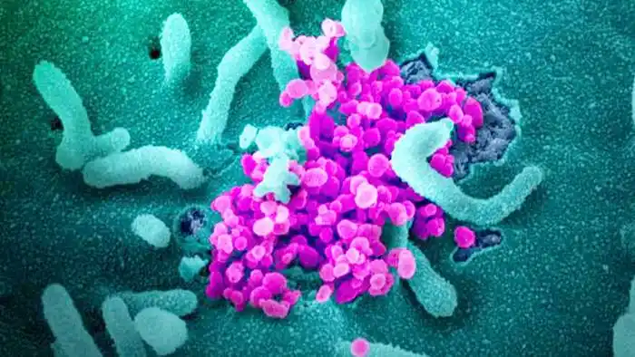 Identifican una mutación del coronavirus que lo hace menos peligroso