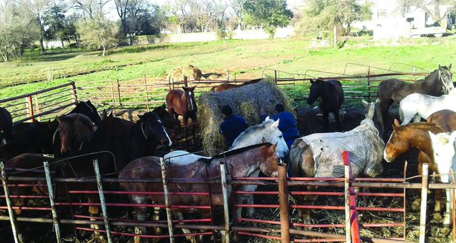 Continúa la campaña para regularizar  la tenencia de caballos