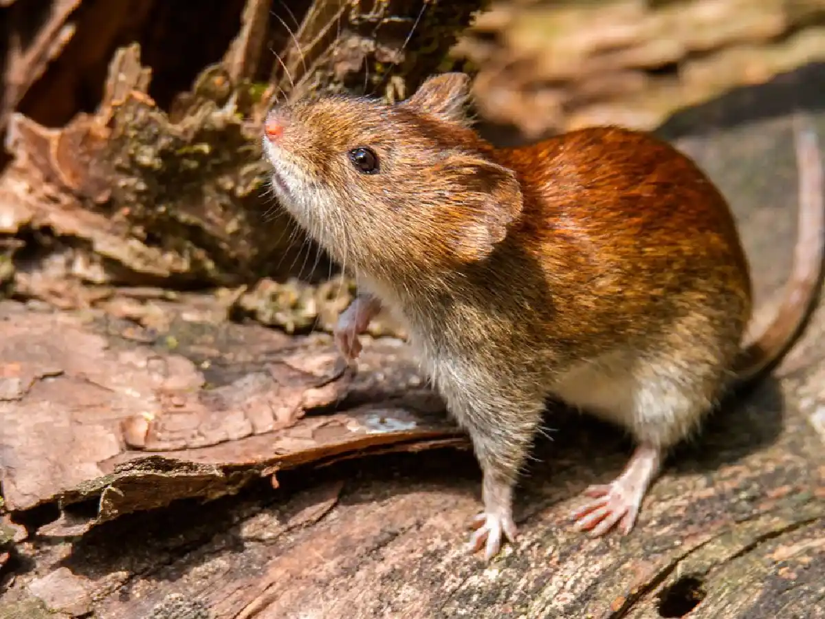 Primer caso mortal de hantavirus en Salta