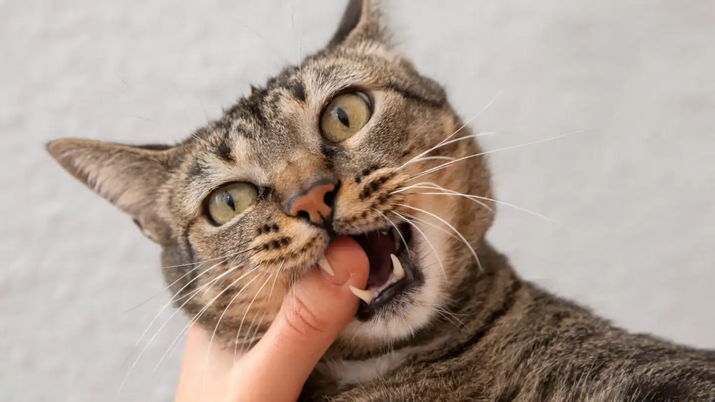 gatos - 1