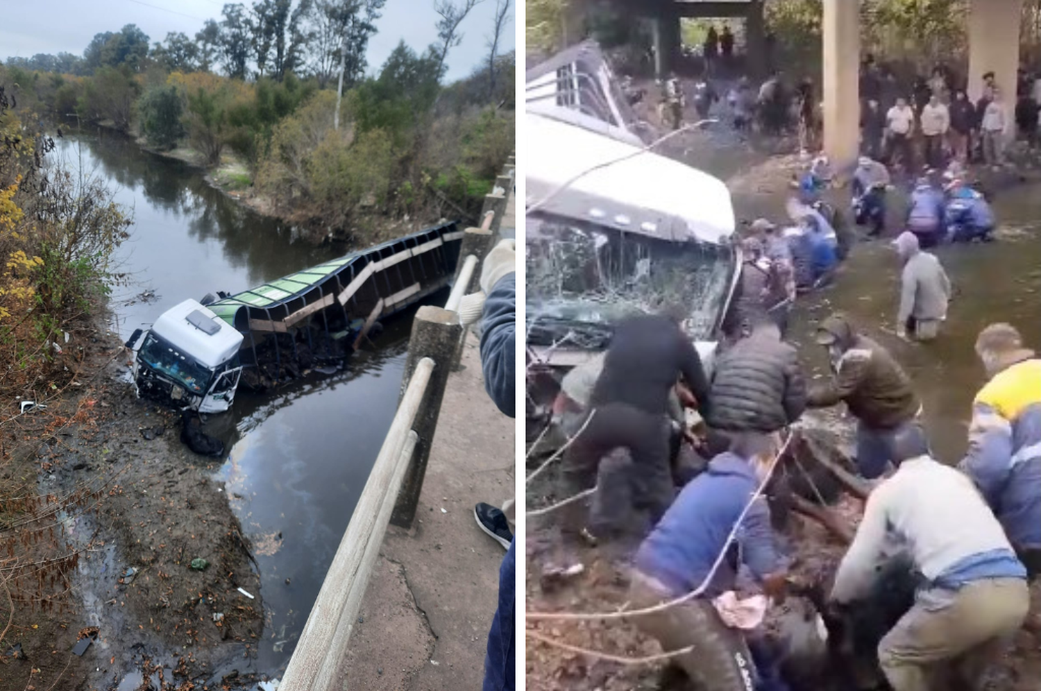 En el acoplado había 59 terneros algunos que terminaron muriendo por el impacto.