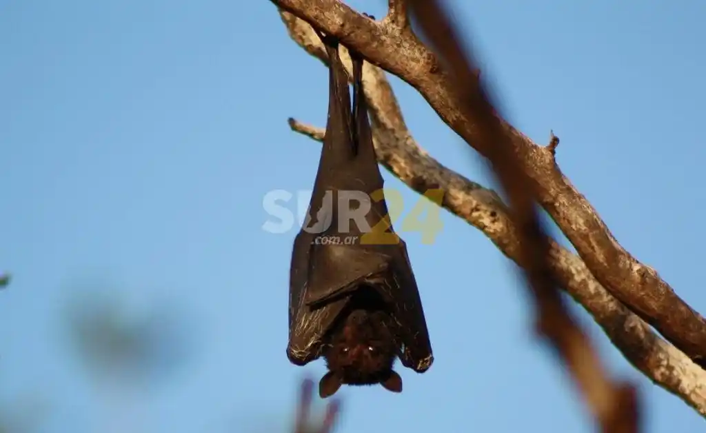 Apareció un murciélago con rabia en Tres Arroyos