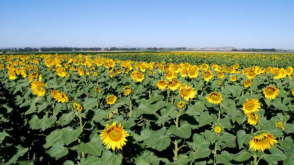 Califican como “muy buena” la condición del girasol en Bahía Blanca