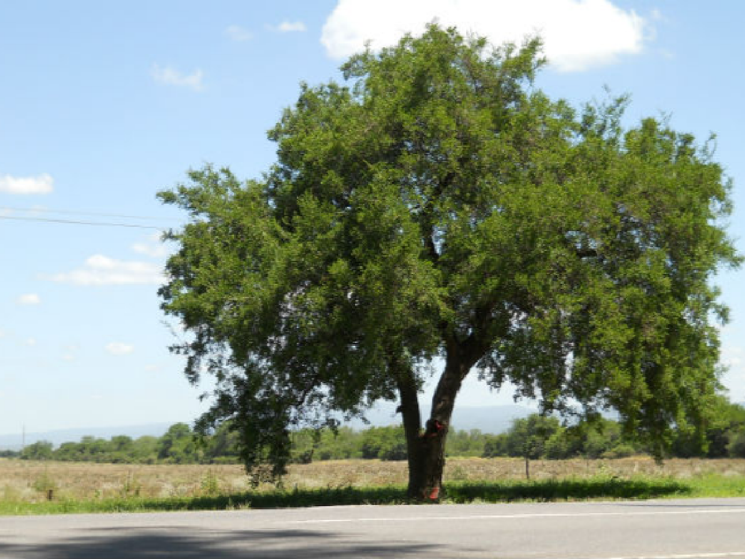 Ley Agroforestal: en diciembre vence plazo para DDJJ