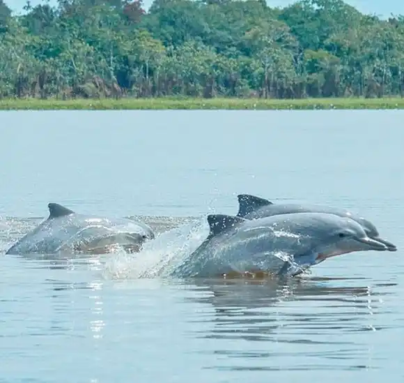 AMAZONÍA EN PELIGRO