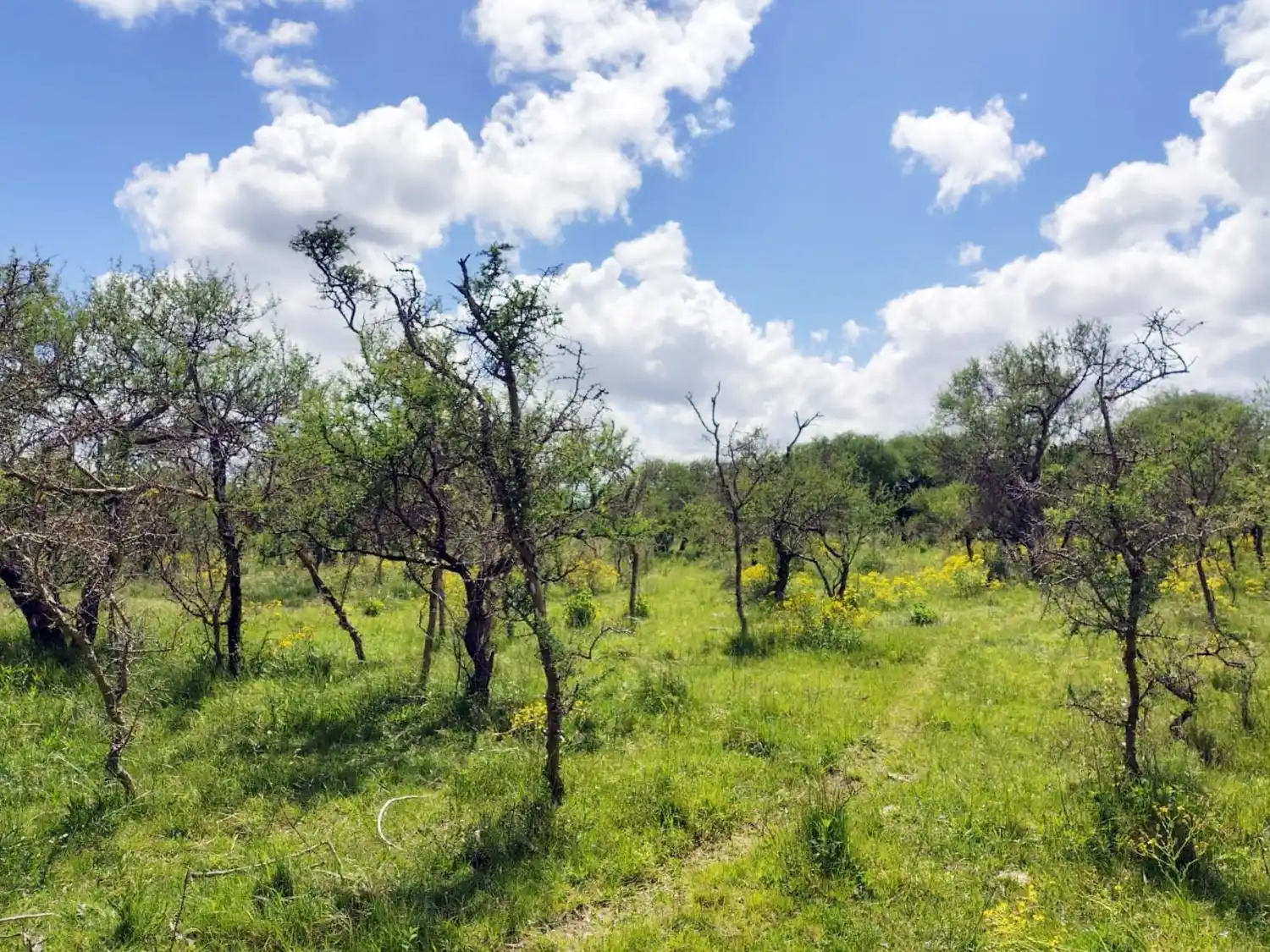 La provincia lidera un plan innovador de bosques con ganadería integrada
