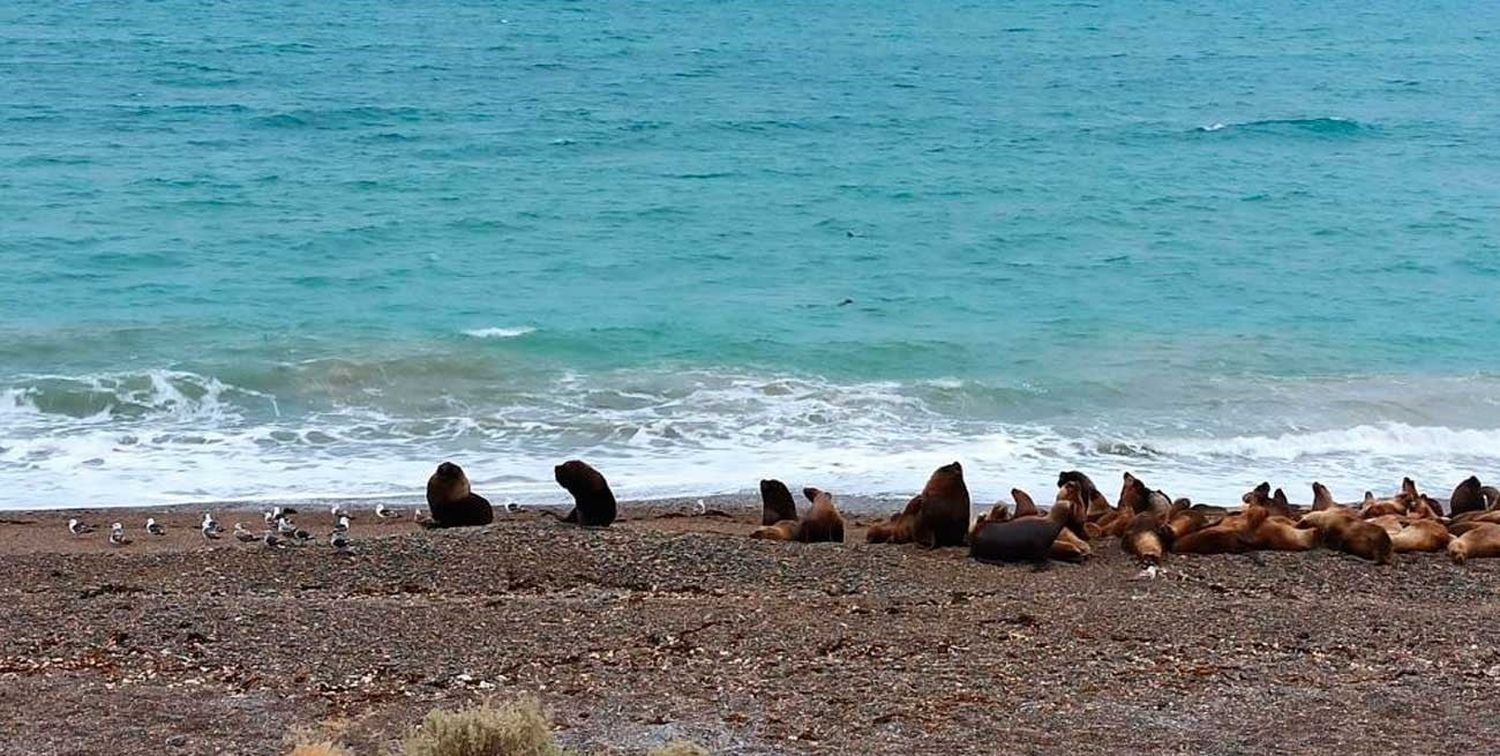 Científicos del Conicet desalinizaron agua de mar y la volvieron apta para consumo humanoCientíficos del Conicet desalinizaron agua de mar y la volvieron apta para consumo humano