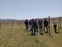 Se llevó a cabo una capacitación de viticultura y se avanza en el desarrollo local de la actividad