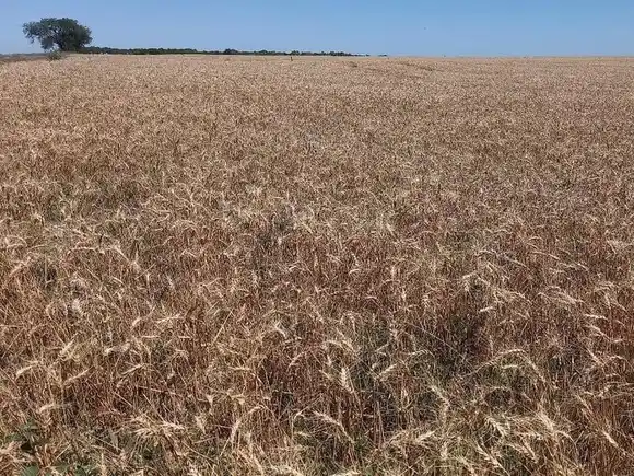 Encontraron otra avioneta narco al norte de la provincia