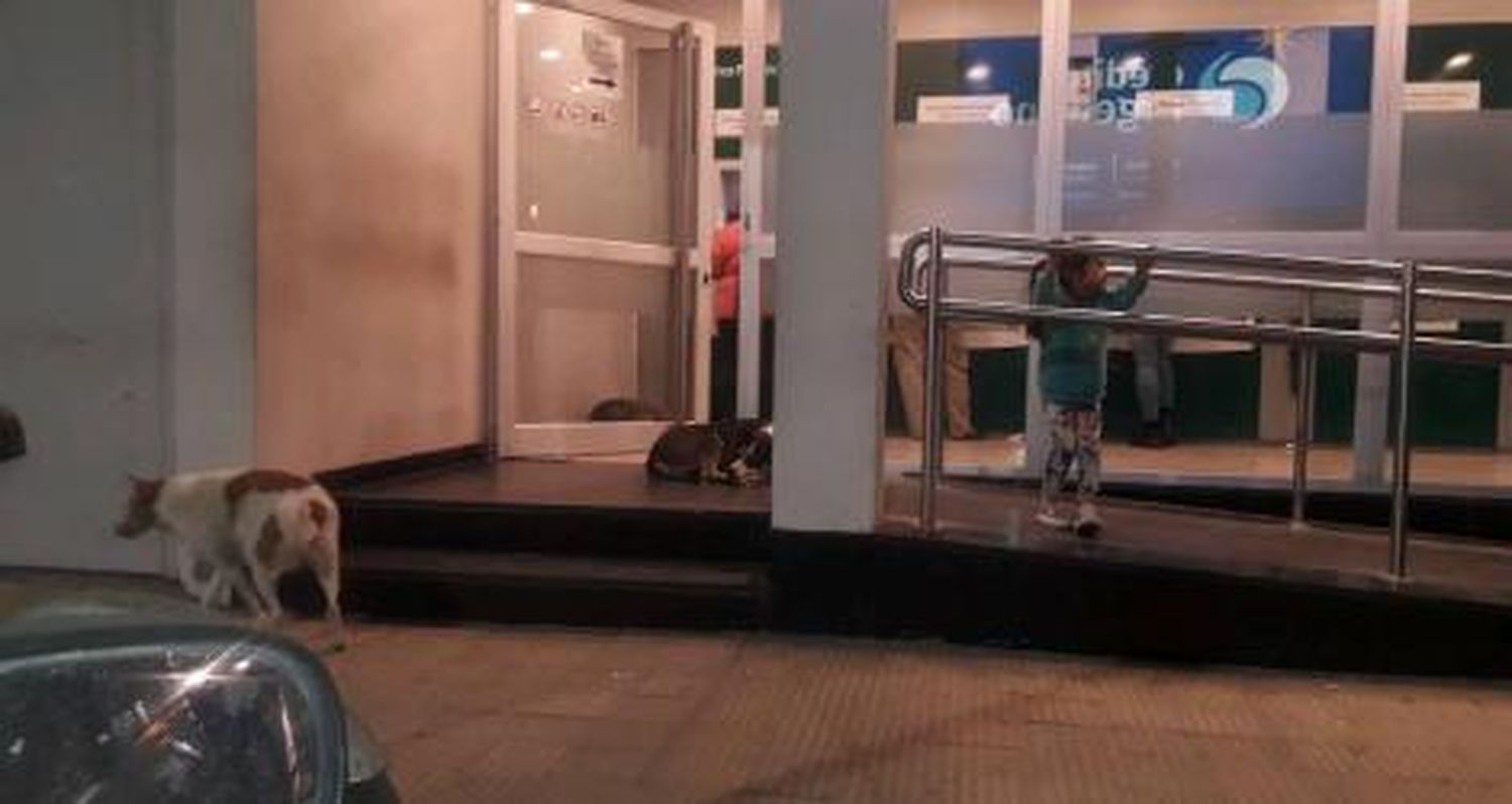 Perros callejeros que atacan: “Que alguien tome cartas en el asunto”