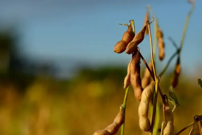 Las existencias mundiales de soja tocarán el punto más alto en su historia