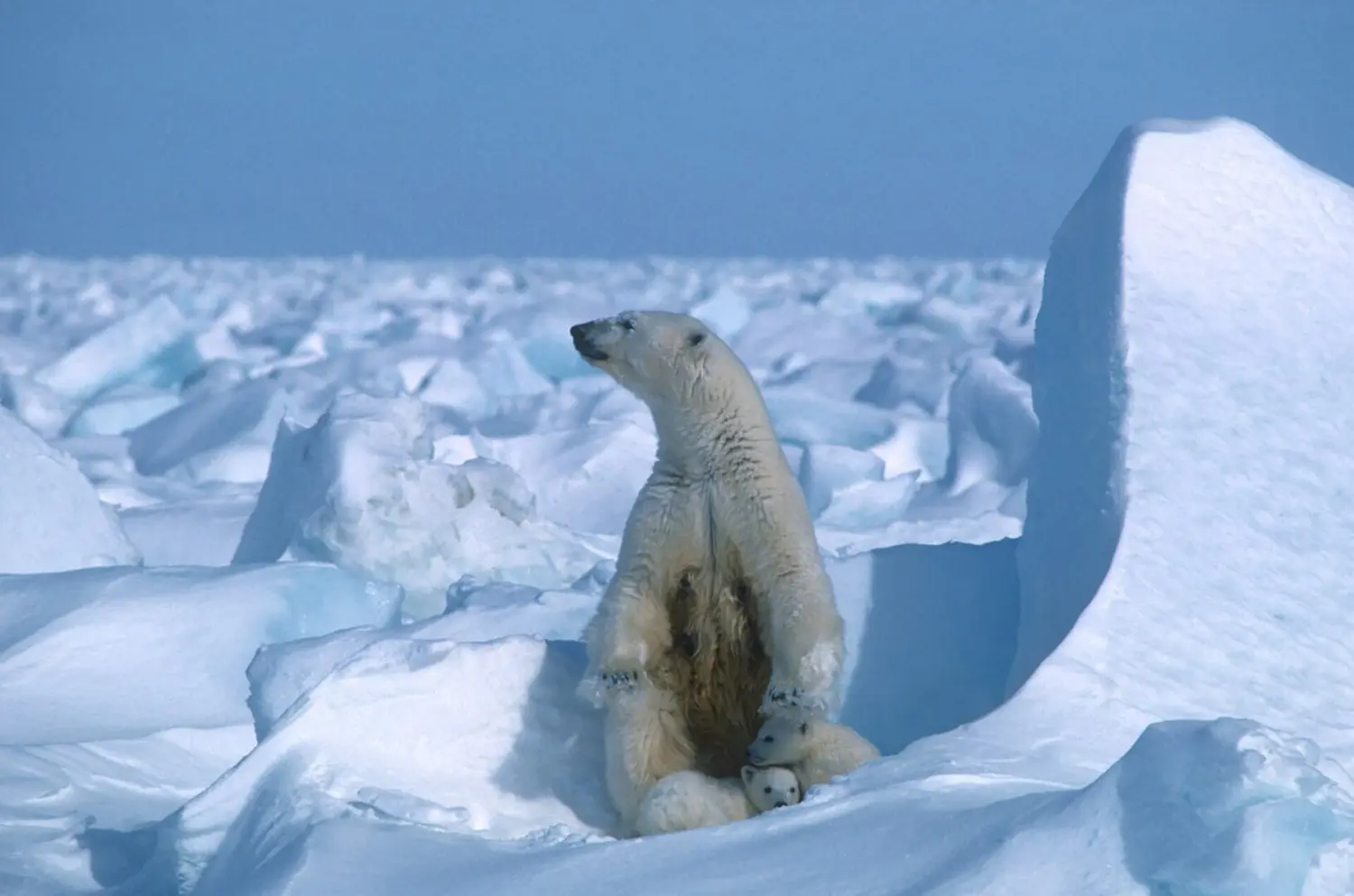 ¡ATAQUE POCO FRECUENTE! Oso Polar mata a 2 personas en Alaska